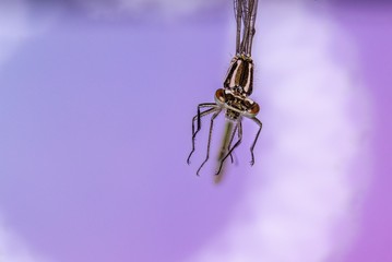  macro shot of a small dragonfly looking into the camera