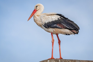 Weißstorch Porträt