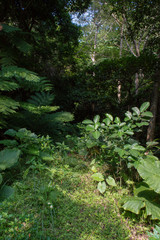 Fototapeta premium シダやクワズイモが生育するジャングルの入り口