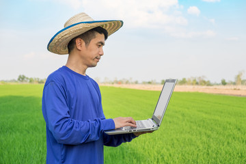 Farmer man wear hat using laptop computer standing on green rice field