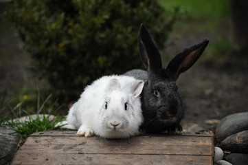 Black and white rabbit in the garden in the village