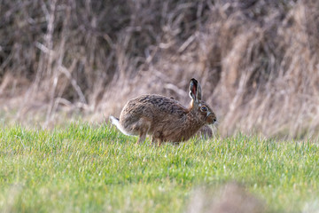 Brown hare (Lepus europaeus) in a winter meadow in England