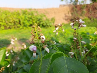 Flowers of Millettia pinnata. It is a species of tree in the pea family,Fabaceae,native to eastern and tropical Asia,Australia and Pacific islands.It also has a name Pongamia pinnata. White flowers. 