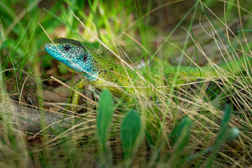 European Green Lizard - Lacerta viridis - large green and blue lizard distributed across European midlatitudes, male with the tick (harvest-mite) on the body. Often seen sunning on rocks or lawns