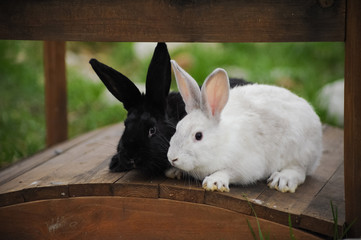 Black and white rabbit in the garden in the village
