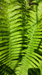 Green bracken plant background, close-up