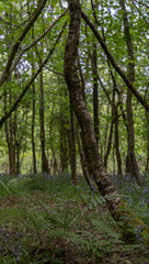 Fototapeta na wymiar Three tall tree trunks meet to form a triangle in woodland