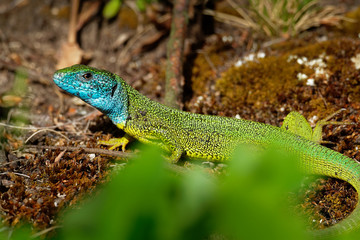Naklejka na ściany i meble European Green Lizard - Lacerta viridis - large green and blue lizard distributed across European midlatitudes, male with the tick (harvest-mite) on the body. Often seen sunning on rocks or lawns