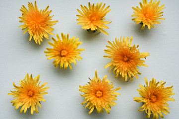 yellow flowers isolated on white background