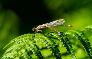 Libelle auf Pflanze