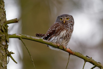 Eurasian Pygmy-Owl - Glaucidium passerinum sitting on the branch in the forest in summer. Small european owl with the green and forest background