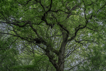 Enormous oak tree in a dimly lit woodland with huge canopy and strange branches