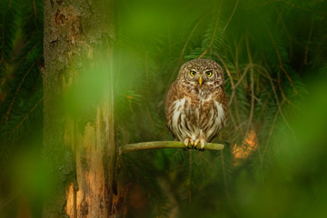 Eurasian Pygmy-Owl - Glaucidium passerinum sitting on the branch in the forest in summer. Small european owl with the green and forest background