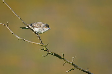 Barred Warbler - Sylvia nisoria singing birs, typical warbler, breeds in central and eastern Europe and western and central Asia, passerine bird strongly migratory, winters in tropical eastern Africa