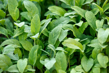 Salvia officinalis bush plant in summer garden