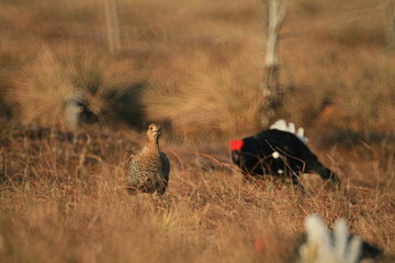 Black grouse or blackgame or blackcock (Lyrurus tetrix) lekking in the morning