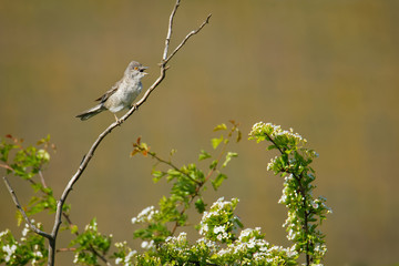 Barred Warbler - Sylvia nisoria singing birs, typical warbler, breeds in central and eastern Europe and western and central Asia, passerine bird strongly migratory, winters in tropical eastern Africa