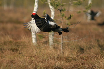 Black grouse or blackgame or blackcock (Lyrurus tetrix) lekking in the morning