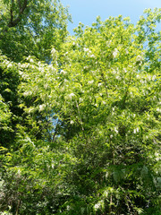 Bosquet verdoyant et envahi d'arbustes robiniers faux acacia (Robinia pseudoacacia) en floraison...