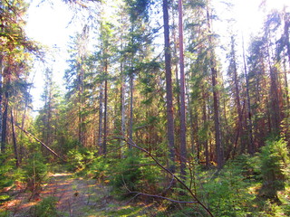 Fototapeta premium Forest