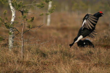 Black grouse or blackgame or blackcock (Lyrurus tetrix) lekking in the morning