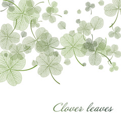 Beautiful background with Clover leaves. Vector illustration. EPS 10.