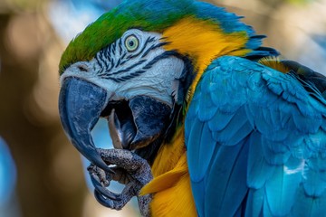 Parrot © Jadiel