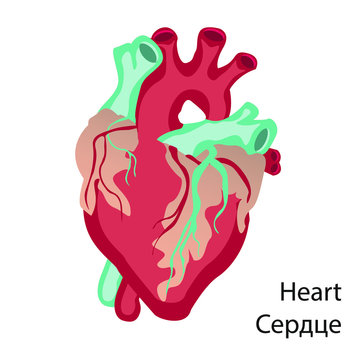 Heart health. Heart transplantation. Human heart organ.