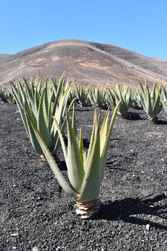 aloe vera plantation