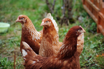 Red chickens on a private farm in the village