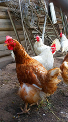 On a farm. Hen standing in dirty hen house on sunny day.