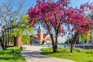 Spring season in Wroclaw, Poland. Blooming tree on Daliowa Island with Hala Torgowa market on background
