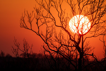 Winter sunset behind bare trees in England with red sky