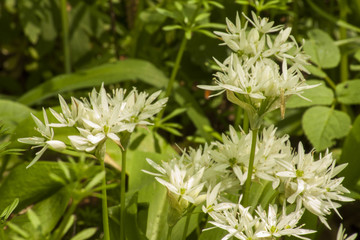 Blooming bear garlic growing in a beautiful green forest clearing.