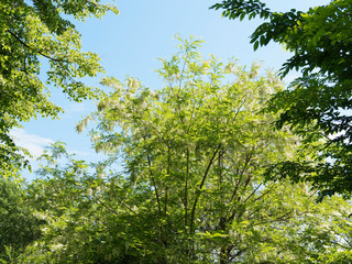 (Robinia pseudoacacia) Haut taillis ou haie de Robinier faux-acacia verdoyant aux rameaux garnis de grappes de fleurs papillonancées blanc pur au printemps