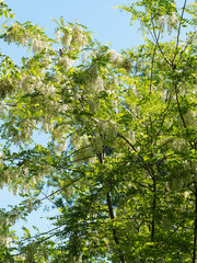 Rameaux, feuillage dense et grappes de fleurs blanches papillonancées du Robinier faux-acacia ou carouge au printemps (Robinia pseudoacacia)