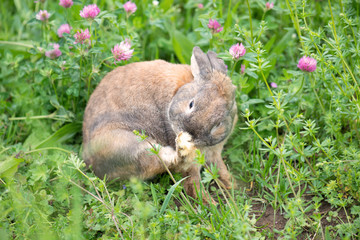 Wild rabbit is cleaning himself on a meadow with pink clover