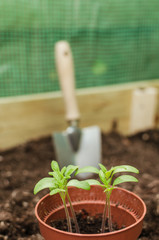 Planting vegetables in garden close up