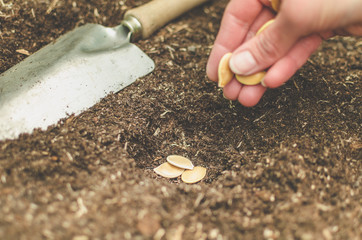 planting seeds in the garden 