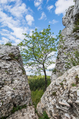 drzewo pośród skał