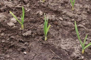 young green onions in the garden