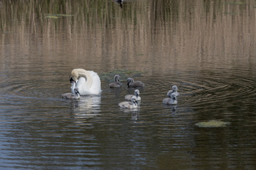 Cygnus olor  swan family with kids