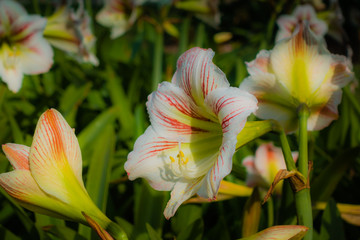red striped white lilies flower