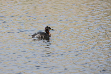 Podiceps cristatus    diving bird of doping genus