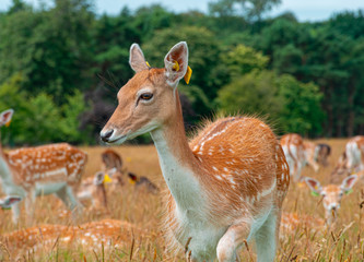 Ciervo Phoenix Park Dubl&iacute;n