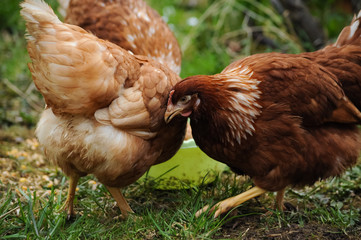 Red chickens on a private farm in the village