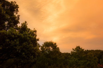 Fototapeta na wymiar sunset clouds over trees