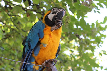Blue And Yellow Macaw