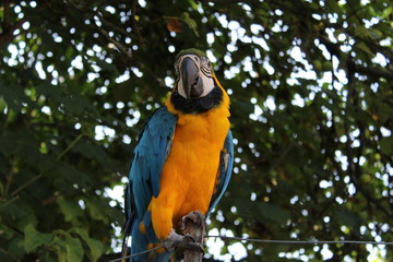 Blue And Yellow Macaw