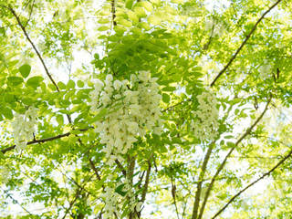 Rameaux, feuillage dense et grappes de fleurs blanches papillonancées du Robinier faux-acacia ou carouge au printemps (Robinia pseudoacacia)